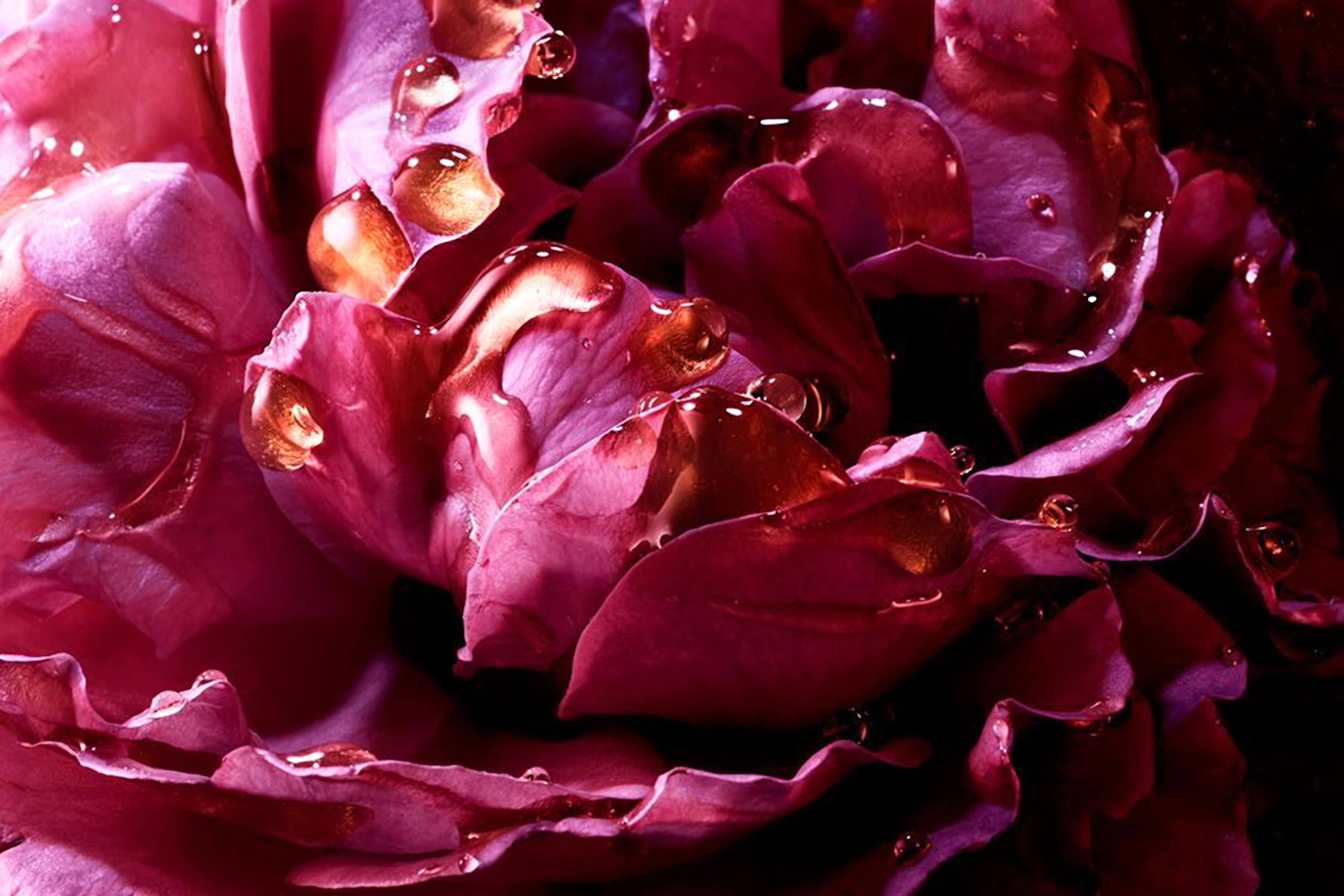 La Rosa Bulgara